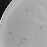 Phanita Plaque Picture