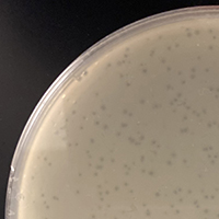 Phaseon Plaque Picture