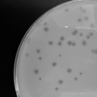 Thumbnail for Phermes