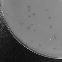 Thumbnail for Phiddler