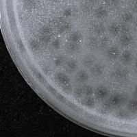 Phimski Plaque Picture