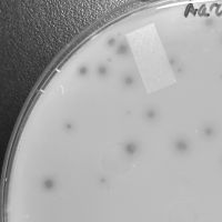 Thumbnail for PhishPhingers