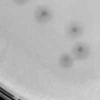 Thumbnail for Phrenzy