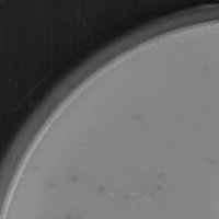 PhrostySnowman Plaque Picture