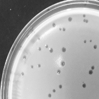 Thumbnail for Ruriko