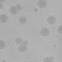 Sylvie12 Plaque Picture