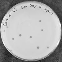 Liszt Plaque Picture