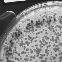 Goosh Plaque Picture