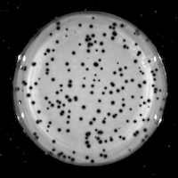 KaiKai Plaque Picture