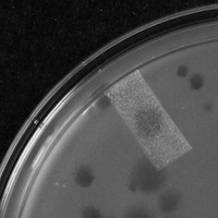 Corla Plaque Picture