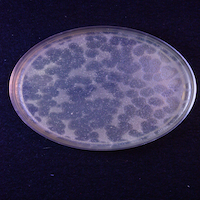 Jalex Plaque Picture