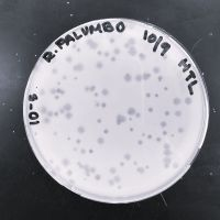 Smokels Plaque Picture