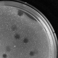 ProjectMayhem Plaque Picture