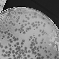 EstrellaOasis Plaque Picture