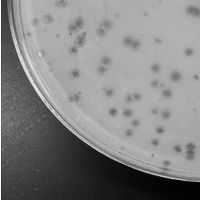 Jet2Holiday Plaque Picture