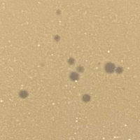 Vorron Plaque Picture