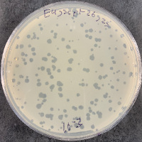 Thumbnail for Wabbit