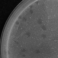 ManShan Plaque Picture