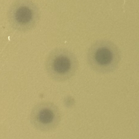 Lysara Plaque Picture