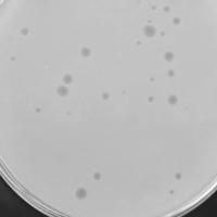 Gabina Plaque Picture