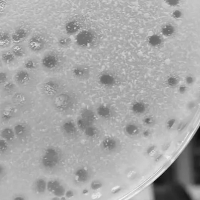 PoBoy Plaque Picture