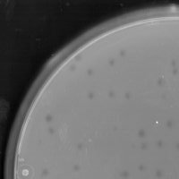 PolarPop Plaque Picture