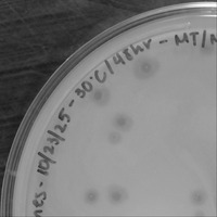 PorkBelly Plaque Picture