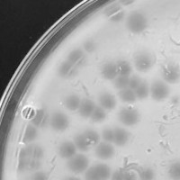 Quartzus Plaque Picture