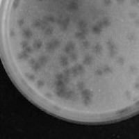 RubyChar Plaque Picture