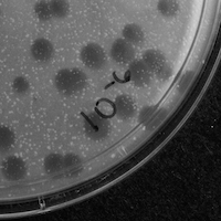 RaMika Plaque Picture