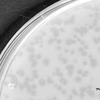 RamoneDa Plaque Picture