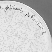 Rebar Plaque Picture