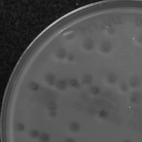 Requis Plaque Picture