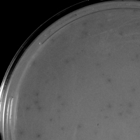 RomansRevenge Plaque Picture