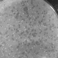 Rukungu Plaque Picture