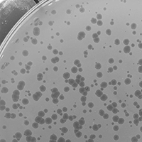 FluffernutCoco Plaque Picture