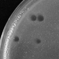 Melophia Plaque Picture