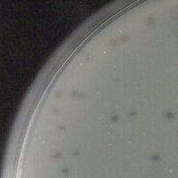 SaintAlbans Plaque Picture