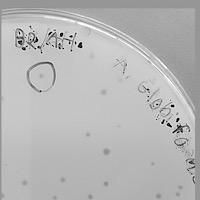 Sanderson Plaque Picture