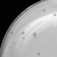 Scaltra Plaque Picture