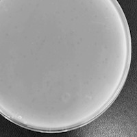 Stellammi Plaque Picture