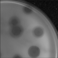 Myron Plaque Picture