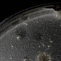 Cucaracha Plaque Picture