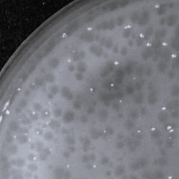 Thumbnail for RedRuby