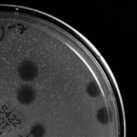 Dravino Plaque Picture