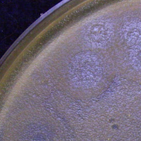 Thumbnail for GardenFairy