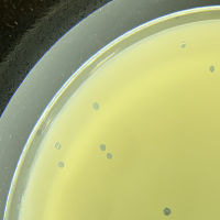 PrettyLilBaby Plaque Picture