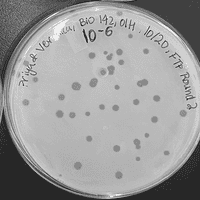 Thumbnail for FruityPebble