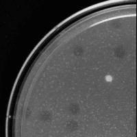 Eedie Plaque Picture