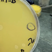 Maryn25 Plaque Picture